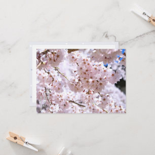 Weeping Cherry (Himuro Shrine) カード Card