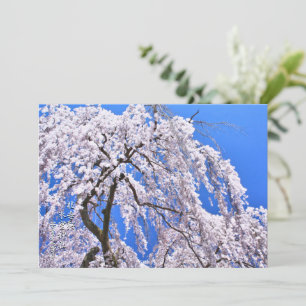 Weeping Cherry (Himuro Shrine) Card