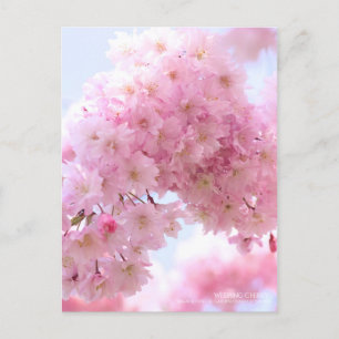 Weeping Cherry：Postcard Postcard