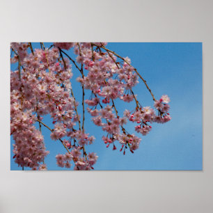 Weeping Cherry Tree Flowers Poster