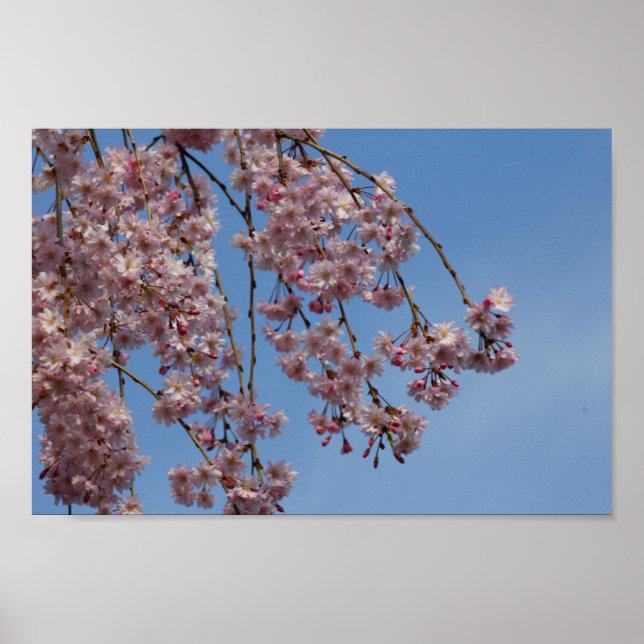 Weeping Cherry Tree Flowers Poster (Front)