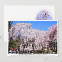 Weeping cherry tree ("Nara Ichiban-Zakura") カード