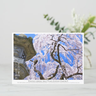 Weeping cherry tree ("Nara Ichiban-Zakura") カード Card