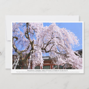 Weeping cherry tree ("Nara Ichiban-Zakura") カー Card