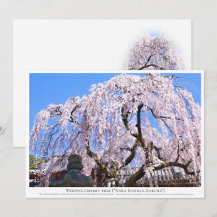 Weeping cherry tree ("Nara Ichiban-Zakura") カー Card