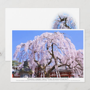 Weeping cherry tree ("Nara Ichiban-Zakura") カー Card