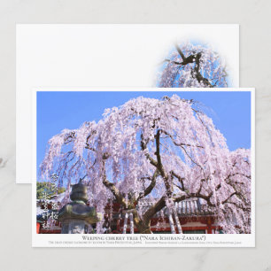 Weeping cherry tree ("Nara Ichiban-Zakura") カー Card