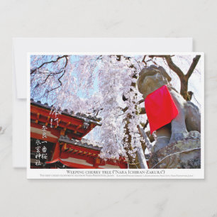 Weeping cherry tree ("Nara Ichiban-Zakura") カー Card