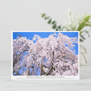 Weeping cherry tree ("Nara Ichiban-Zakura") カー Card