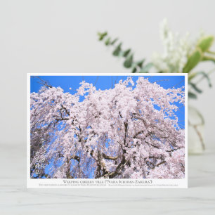 Weeping cherry tree ("Nara Ichiban-Zakura") カー Card