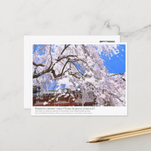 Weeping cherry tree ("Nara Ichiban-Zakura") ポストカード Postcard