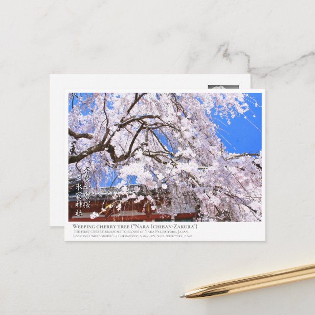 Weeping cherry tree ("Nara Ichiban-Zakura") ポストカード Postcard (Front/Back In Situ)