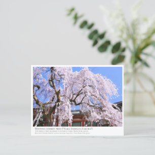Weeping cherry tree ("Nara Ichiban-Zakura") ポストカード Postcard