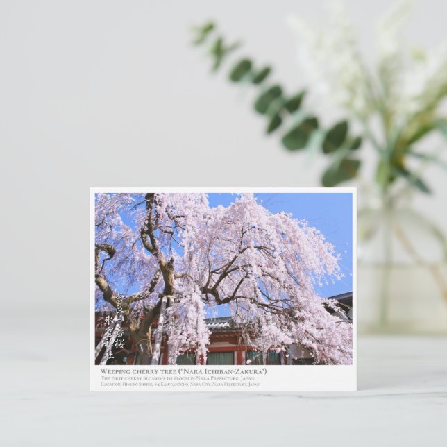 Weeping cherry tree ("Nara Ichiban-Zakura") ポストカード Postcard (Standing Front)