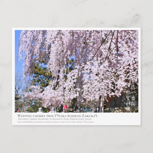 Weeping cherry tree ("Nara Ichiban-Zakura") ポストカード Postcard (Front)