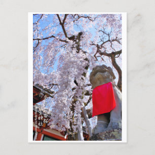 Weeping cherry tree ("Nara Ichiban-Zakura") ポストカード Postcard