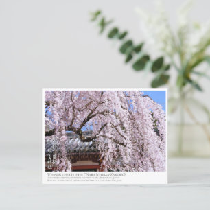 Weeping cherry tree ("Nara Ichiban-Zakura") ポストカード Postcard