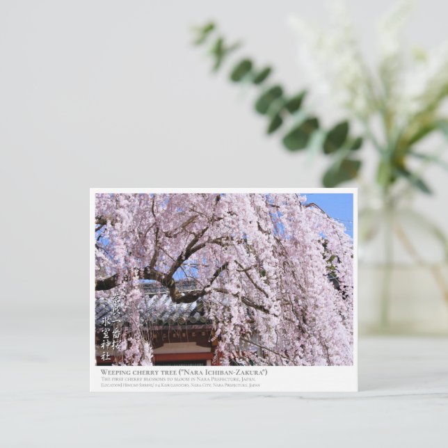 Weeping cherry tree ("Nara Ichiban-Zakura") ポストカード Postcard (Standing Front)