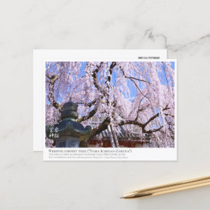 Weeping cherry tree ("Nara Ichiban-Zakura") ポストカード Postcard