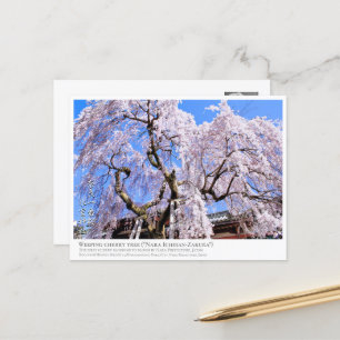 Weeping cherry tree ("Nara Ichiban-Zakura") ポストカード Postcard