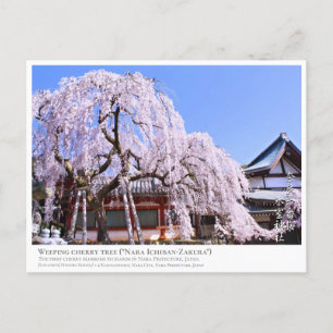 Weeping cherry tree ("Nara Ichiban-Zakura") ポストカード Postcard