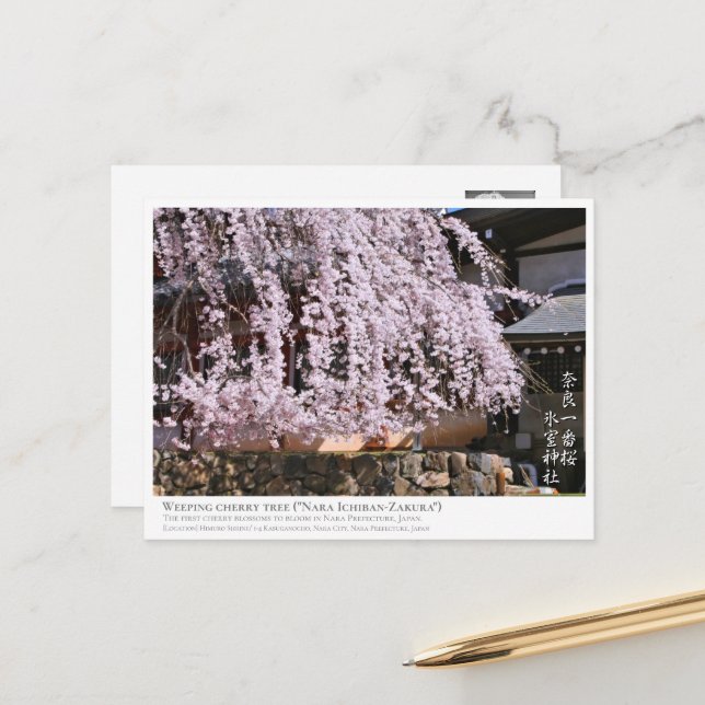 Weeping cherry tree ("Nara Ichiban-Zakura") ポストカード Postcard (Front/Back In Situ)