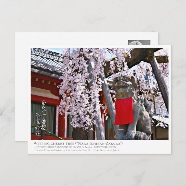 Weeping cherry tree ("Nara Ichiban-Zakura") ポストカード Postcard (Front/Back)