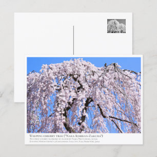 Weeping cherry tree ("Nara Ichiban-Zakura") ポストカード Postcard