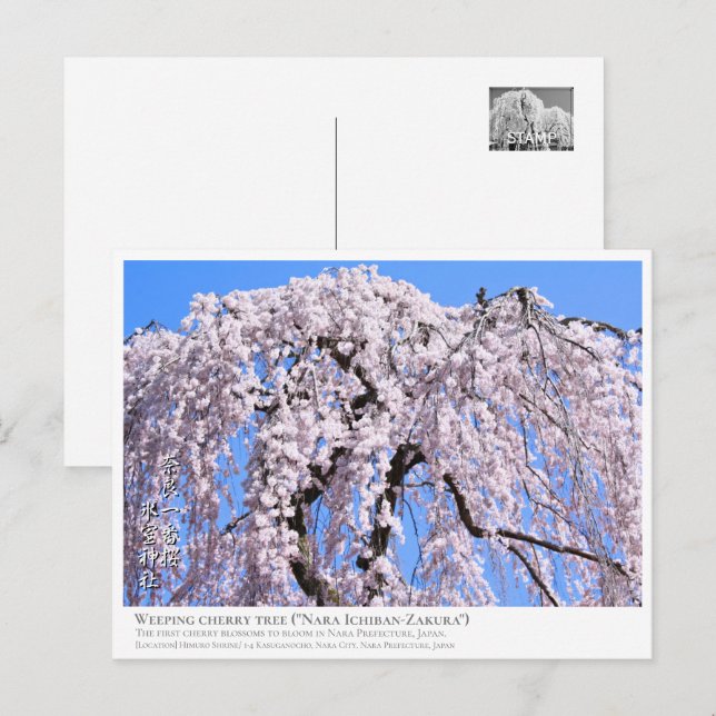 Weeping cherry tree ("Nara Ichiban-Zakura") ポストカード Postcard (Front/Back)