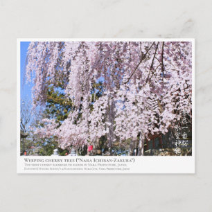 Weeping cherry tree ("Nara Ichiban-Zakura") ポス Postcard