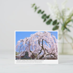 Weeping cherry tree ("Nara Ichiban-Zakura") ポス Postcard