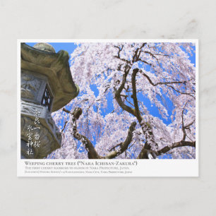 Weeping cherry tree ("Nara Ichiban-Zakura") ポス Postcard
