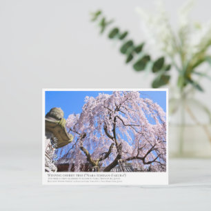 Weeping cherry tree ("Nara Ichiban-Zakura") ポス Postcard