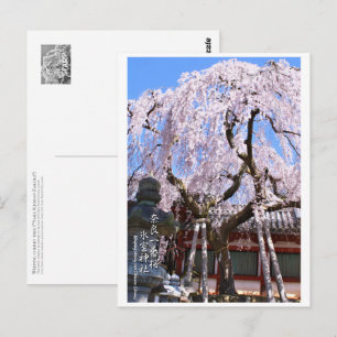 Weeping cherry tree ("Nara Ichiban-Zakura") ポス Postcard