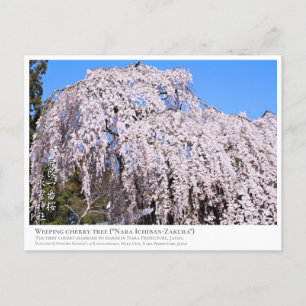 Weeping cherry tree ("Nara Ichiban-Zakura") ポス Postcard