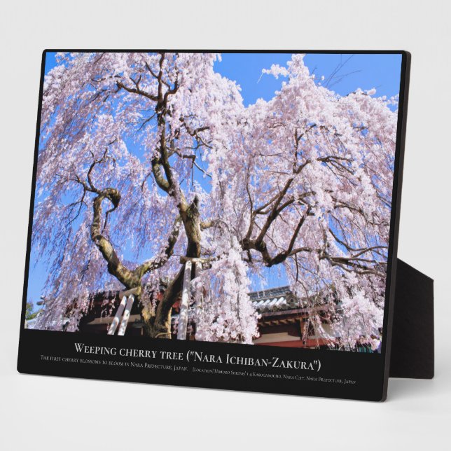 Weeping cherry tree ("Nara Ichiban-Zakura") Plaque (Side)