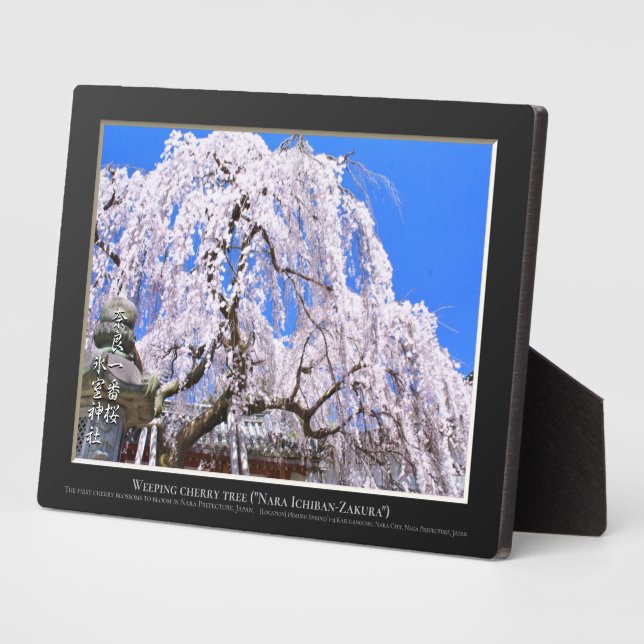 Weeping cherry tree ("Nara Ichiban-Zakura") Plaque (Side)