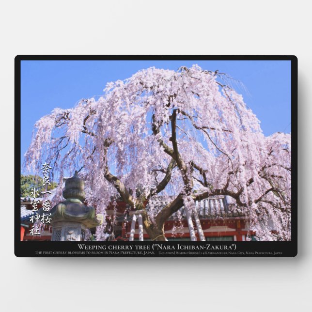 Weeping cherry tree ("Nara Ichiban-Zakura") Plaque (Front)