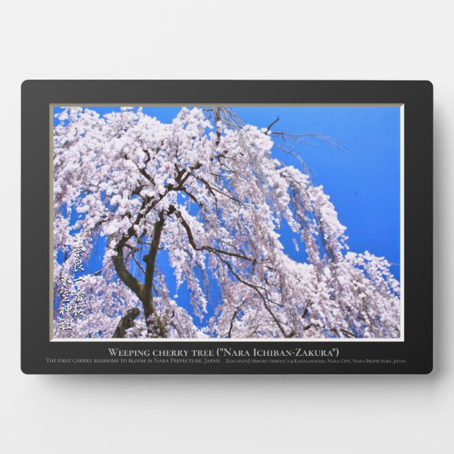 Weeping cherry tree ("Nara Ichiban-Zakura") Plaque (Front)