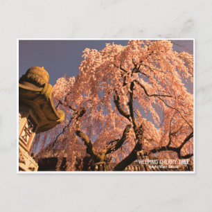 Weeping cherry tree ("Nara Ichiban-Zakura") Postcard