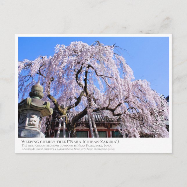Weeping cherry tree ("Nara Ichiban-Zakura") Postcard (Front)