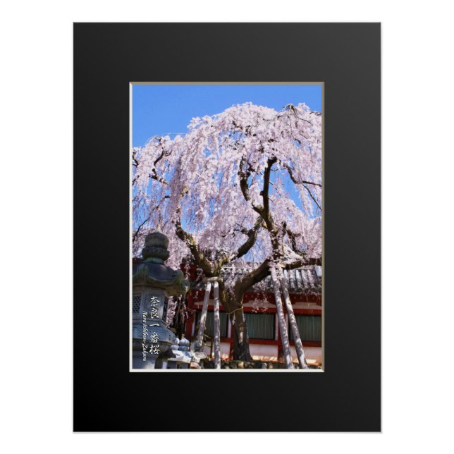 Weeping cherry tree ("Nara Ichiban-Zakura") Poster (Front)