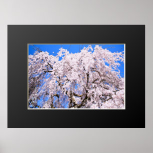 Weeping cherry tree ("Nara Ichiban-Zakura") Poster