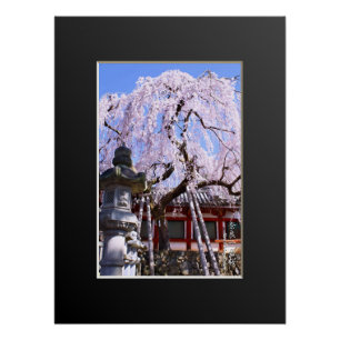 Weeping cherry tree ("Nara Ichiban-Zakura") Poster