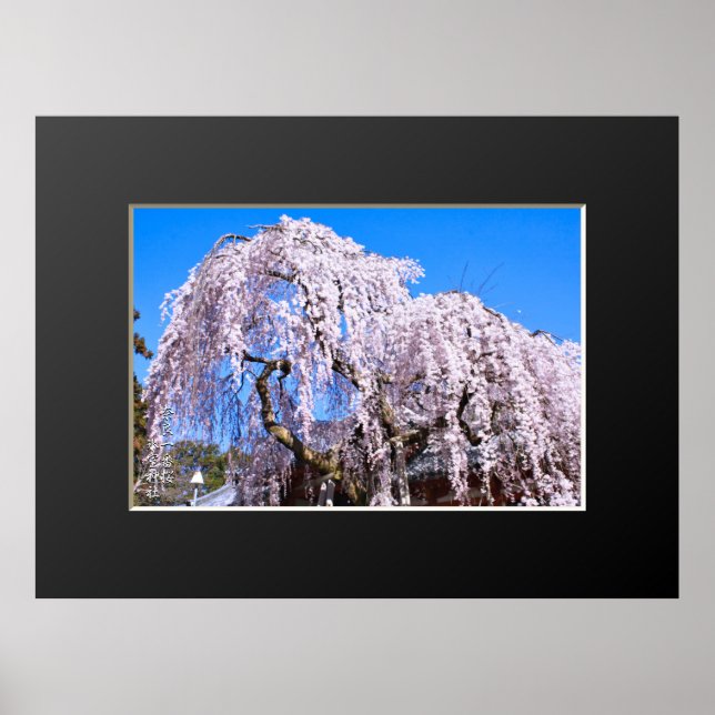 Weeping cherry tree ("Nara Ichiban-Zakura") Poster (Front)