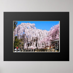 Weeping cherry tree ("Nara Ichiban-Zakura") Poster