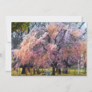 Weeping Cherry: Yae-benishidare Card