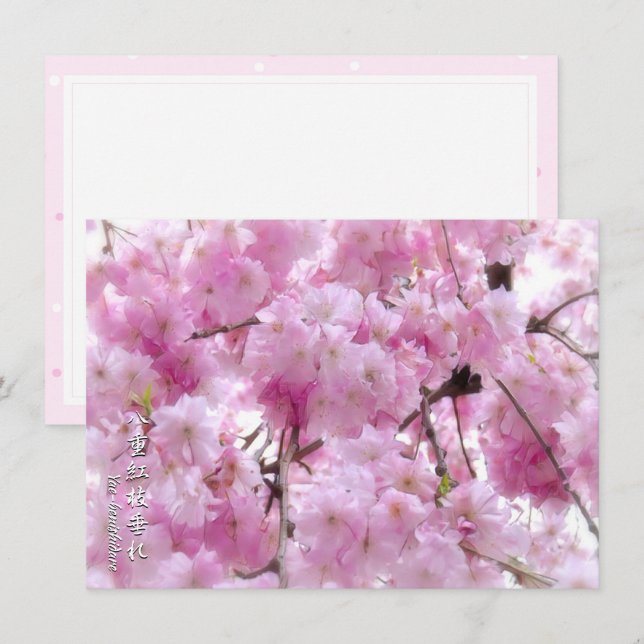 Weeping Cherry: Yae-benishidare Card (Front/Back)
