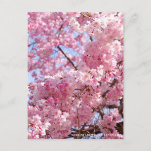 Weeping Cherry: Yae-benishidare Postcard