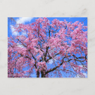 Weeping Cherry(Yaebenishidare) [Postcard] Postcard